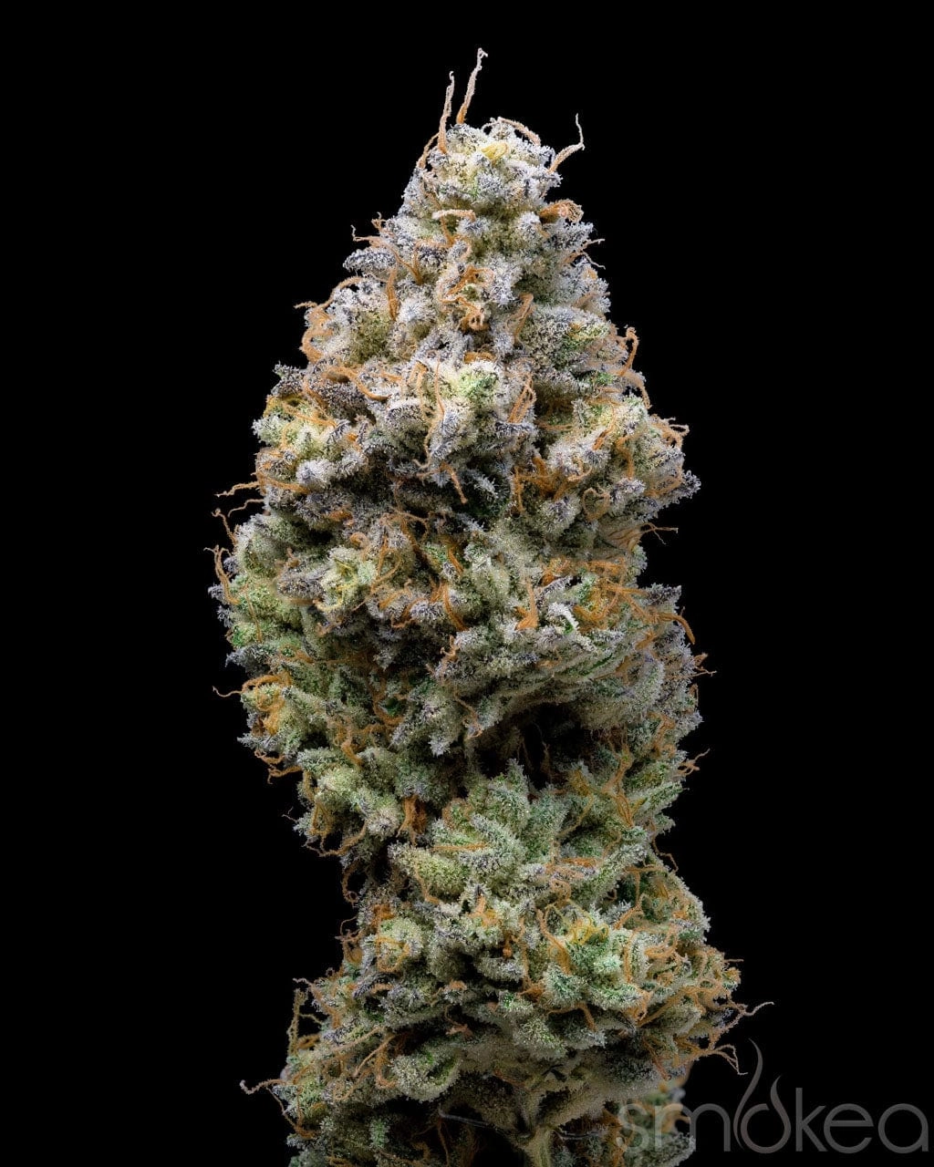 Lemonnade Cannabis Seeds - Miklo